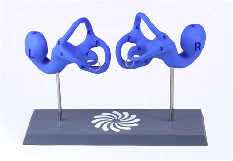 inner ear 3d model|vestibular system 3d model.